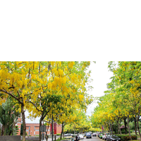 亞洲大學環校步道的阿勃勒樹盛開，串串鮮黃花朵煞是好看，宛如走進「黃金隧道」
