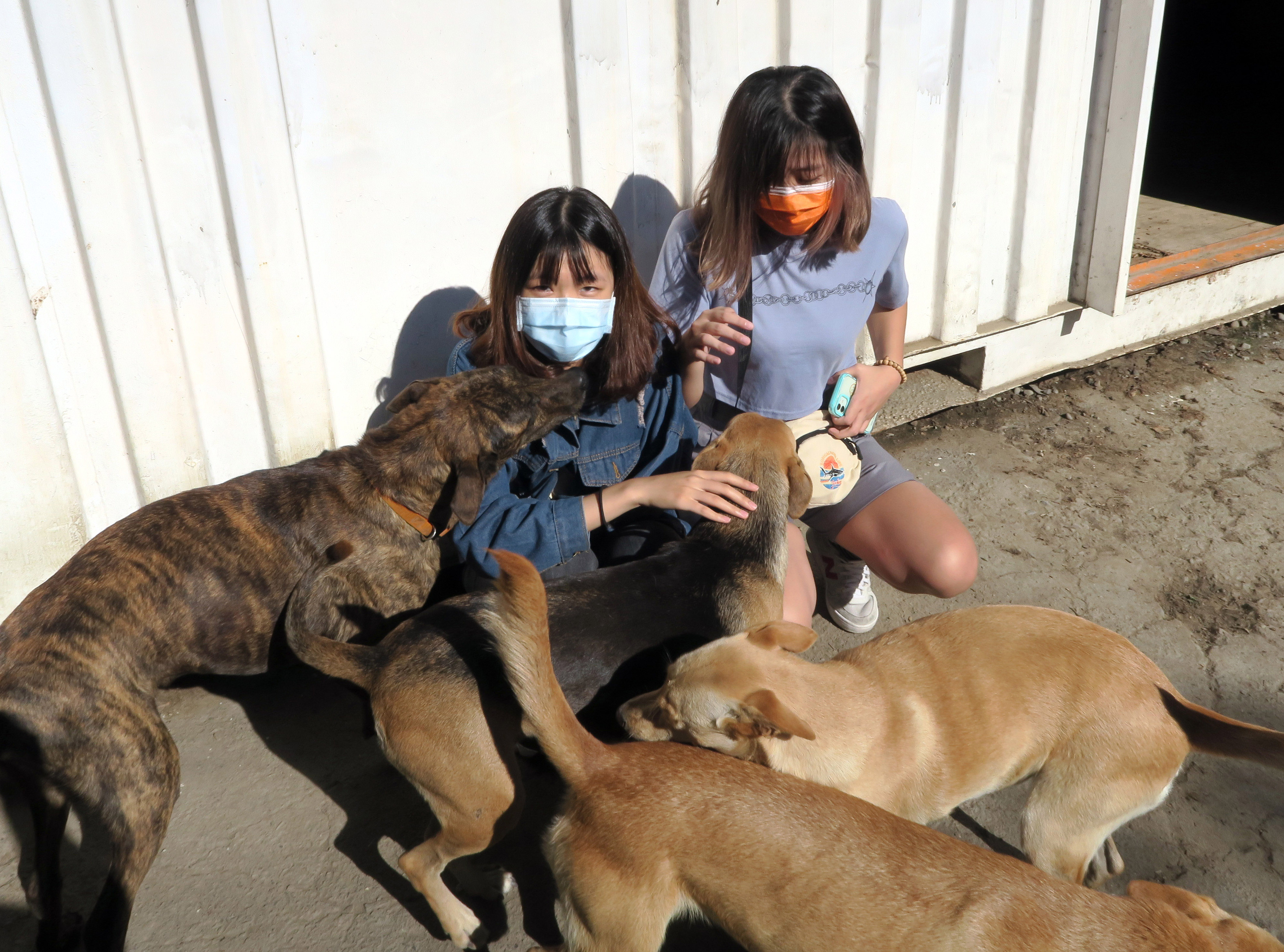 商设系学生到「狗狗山」参访，与狗狗良好互动。