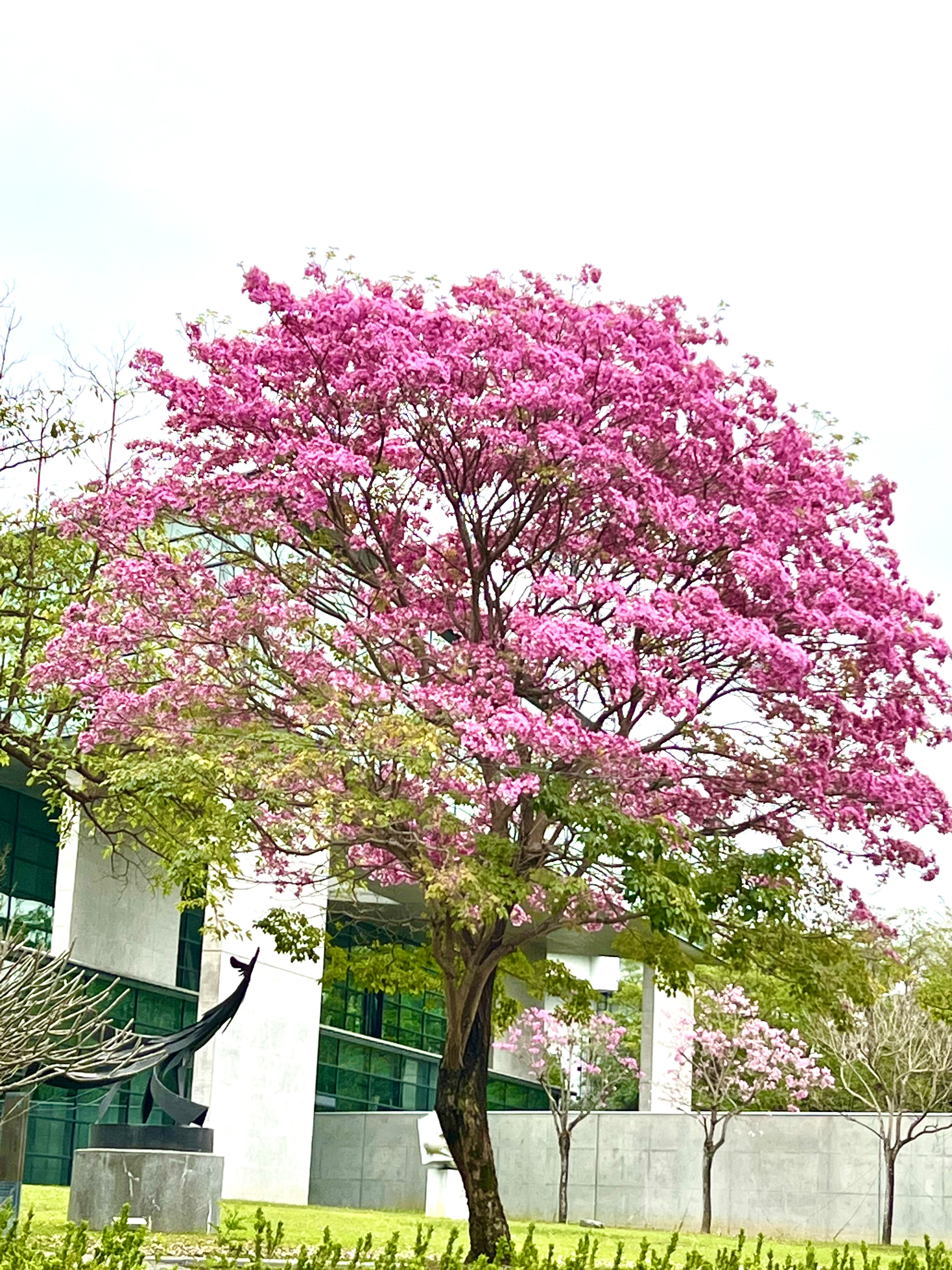 圖為亞大校園內紅花風鈴木盛開的美景。