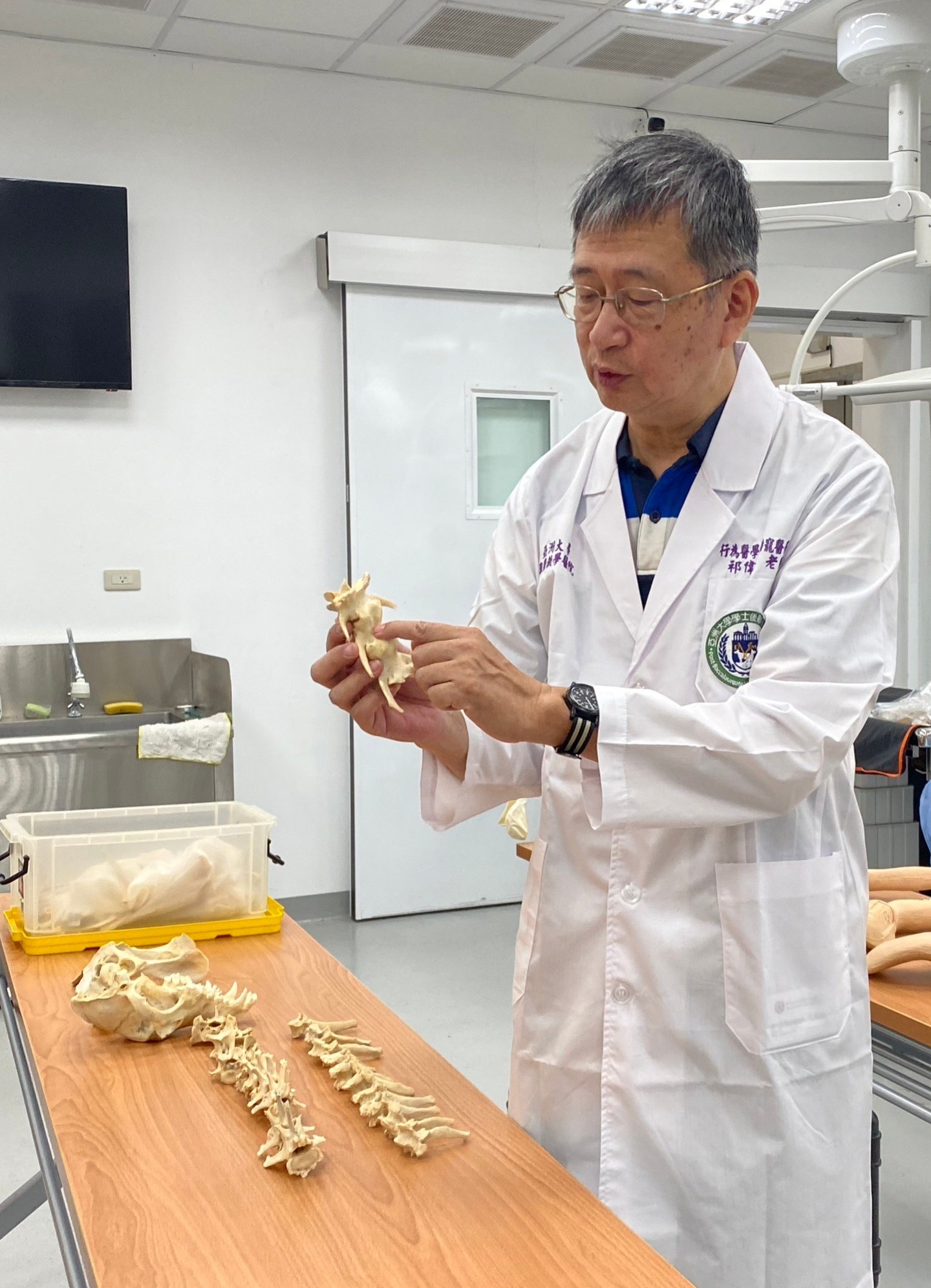 圖為亞大附屬獸醫院長祁偉廉，展示德國牧羊犬骨骼標本，每節脊椎滿布骨刺、甚至還有骨頭增生、軟組織完全被包覆的情況。