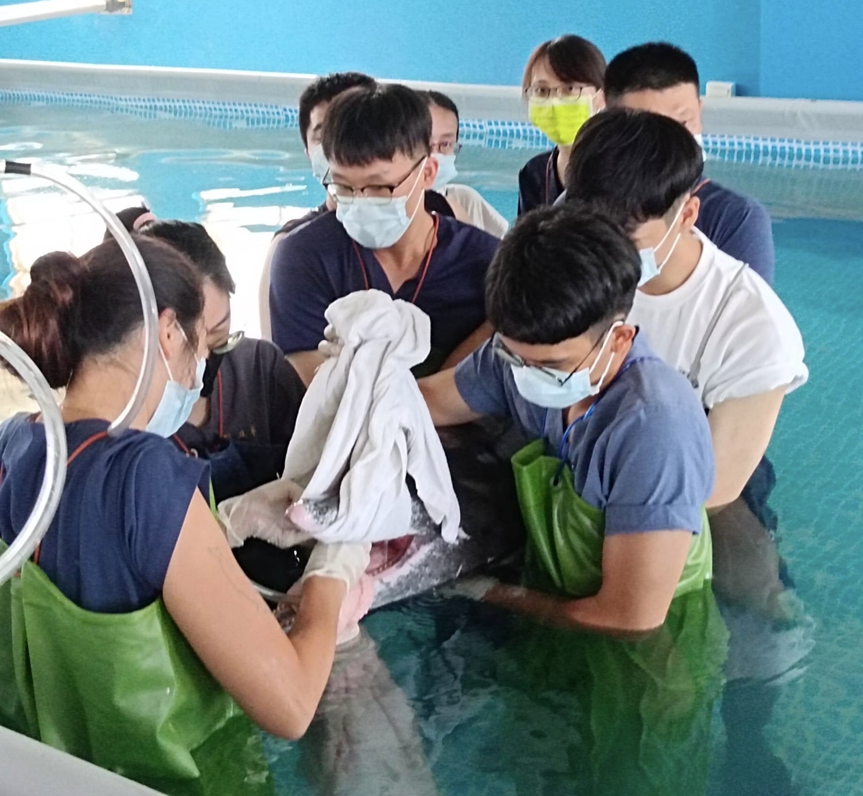 圖為亞大學士後獸醫系詹奕婷(前左)、南毅(前右)同學，以濕毛巾包裹、固定海豚上顎。