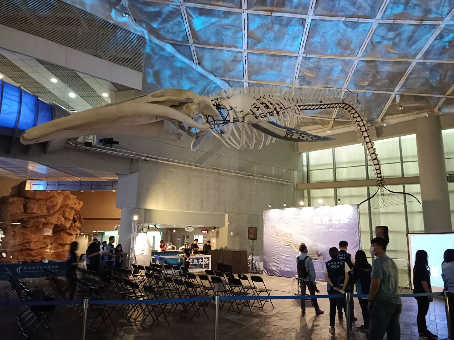 圖為藍鯨標本歷時3年，被吊掛展示於海生館展館大廳。