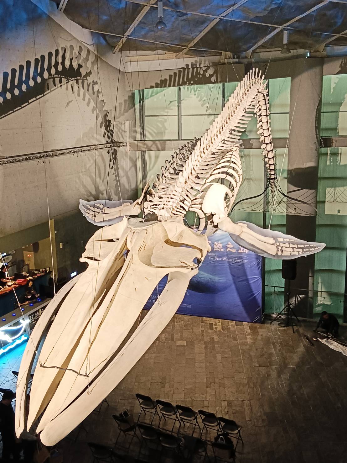 圖為被吊掛展示於海生館展館大廳的藍鯨標本，長20公尺，十分龐大。