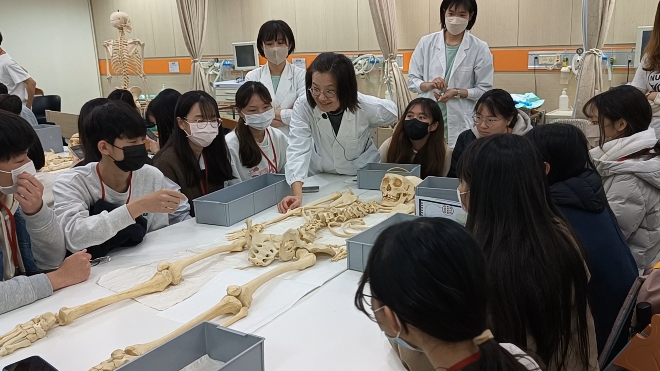 圖為在學習人體解剖後，小組學員團隊合作、拼湊人體全身200多根散骨。