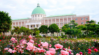 玫瑰花開，美不勝收圖片